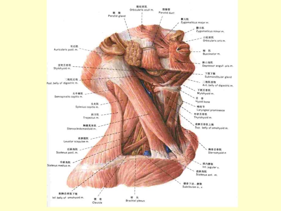 颈部精细解剖_第3页