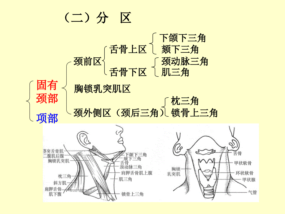 颈部精细解剖_第4页