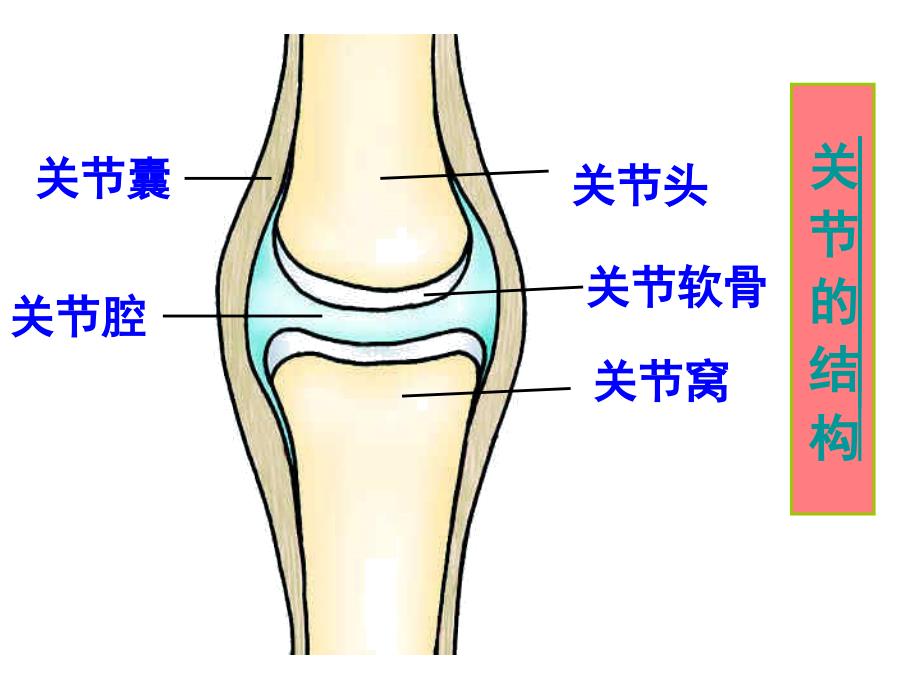 人体的支持与运动_第4页