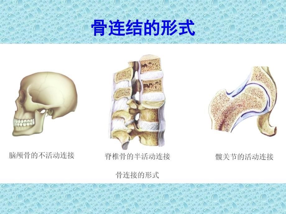 人体的支持与运动_第5页