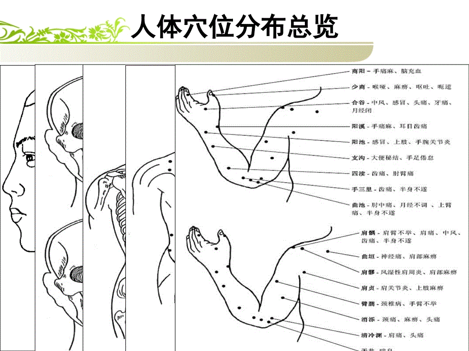 穴位的基础知识课件_第3页