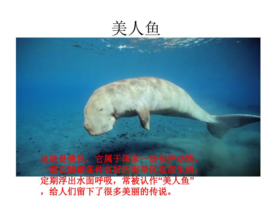 海洋生物美术课课件00_第3页