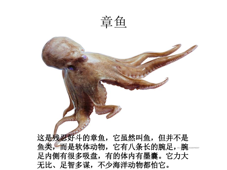 海洋生物美术课课件00_第4页