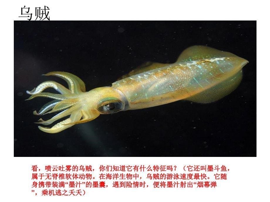 海洋生物美术课课件00_第5页