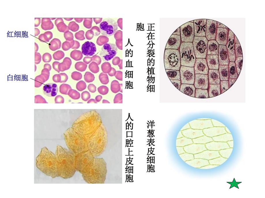 实验1使用高倍显微镜观察几种细胞_第2页