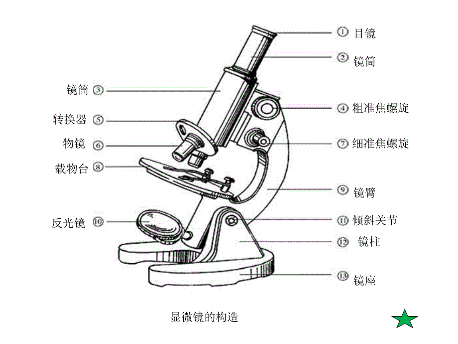 实验1使用高倍显微镜观察几种细胞_第4页