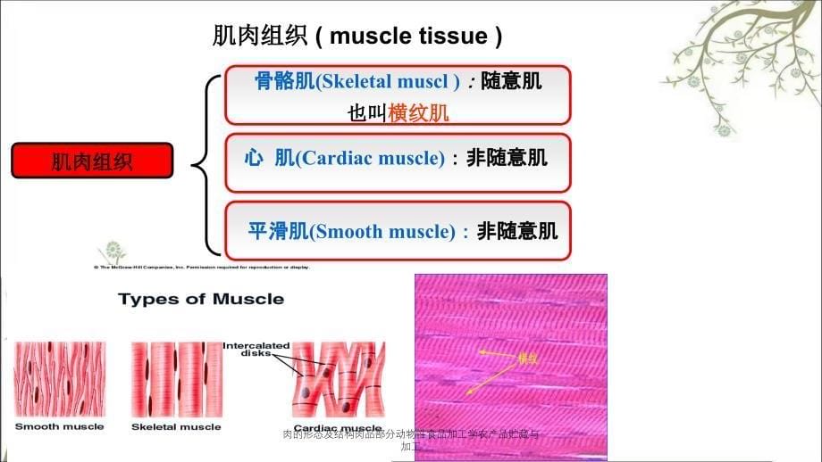 肉的形态及结构肉品部分动物性食品加工学农产品贮藏与加工_第5页