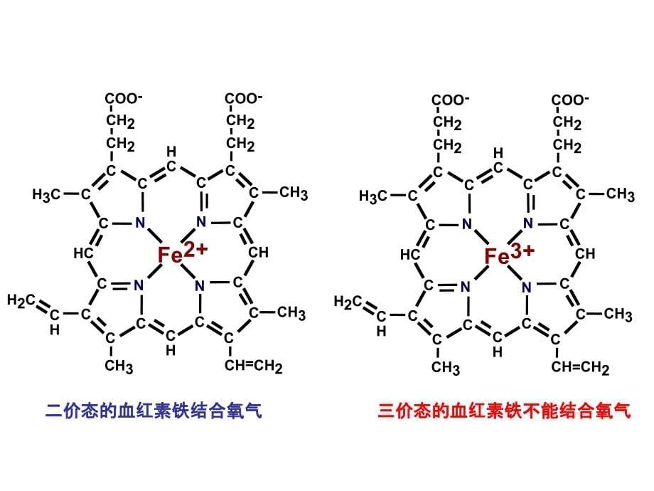 蛋白质化学蛋白质分子结构与功能的关系课件_第5页