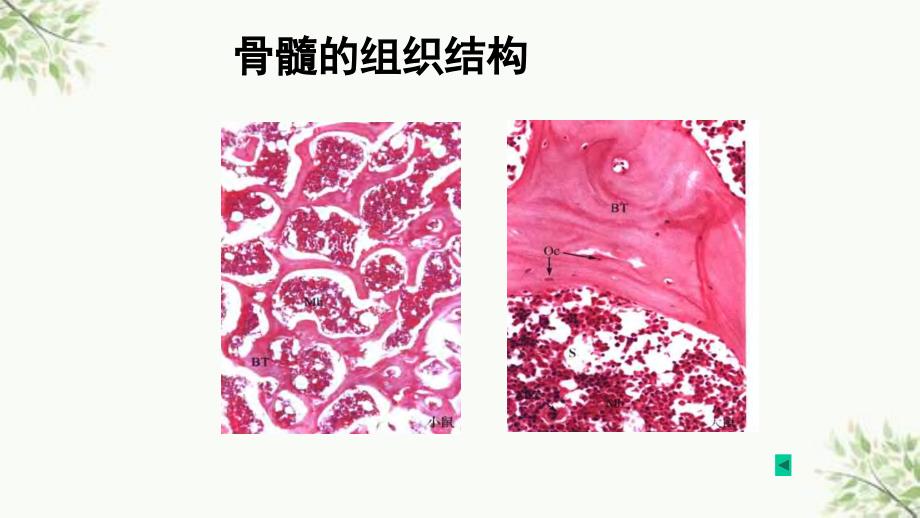 cc第7章药物对血液系统的毒性作用ppt课件_第3页