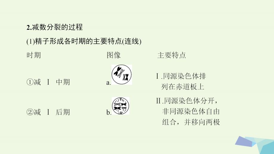 高三生物一轮复习 第4单元 减数分裂和受精作用课件 新人教必修1_第3页