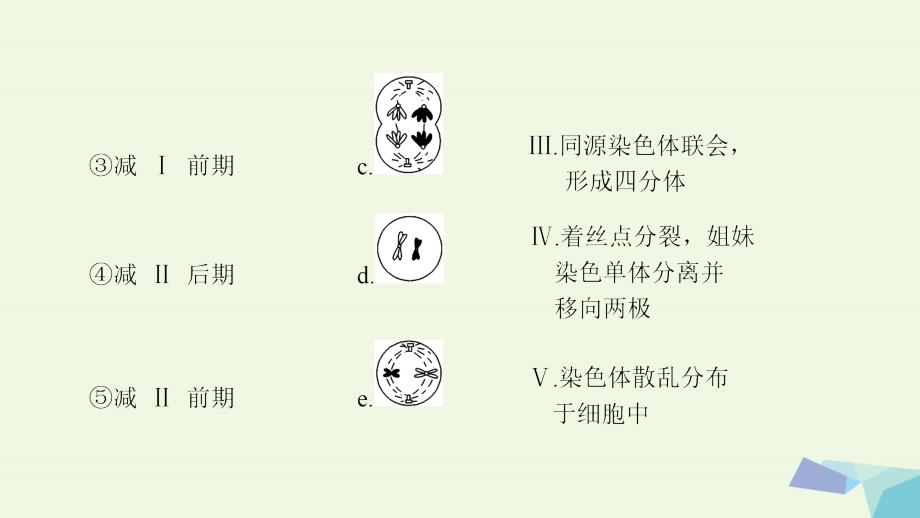 高三生物一轮复习 第4单元 减数分裂和受精作用课件 新人教必修1_第4页