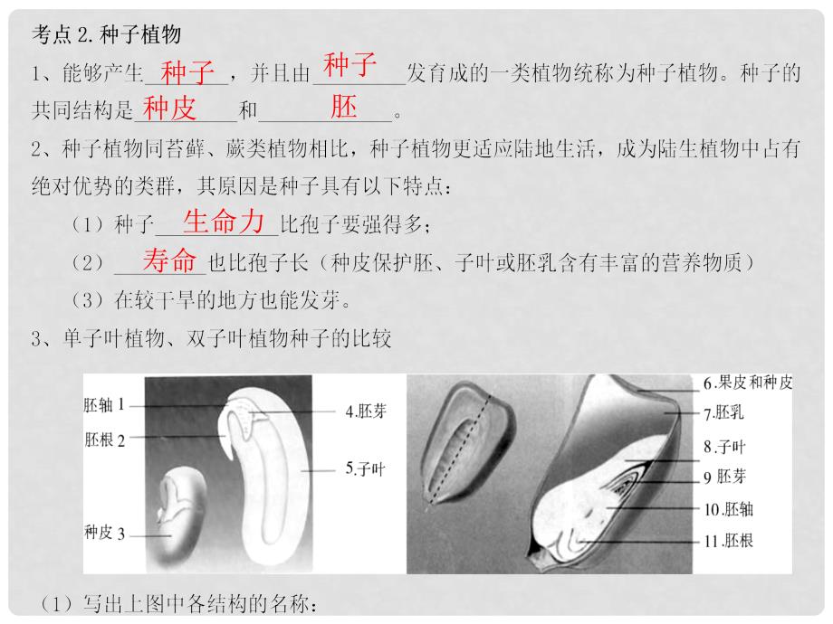 广东省河源市中英文实验学校中考生物 第三单元 第一章 生物圈中有哪些绿色植物复习课件_第4页