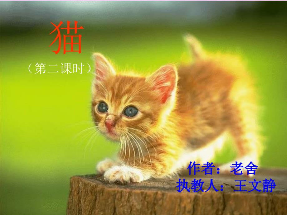 王文静猫课件_第1页