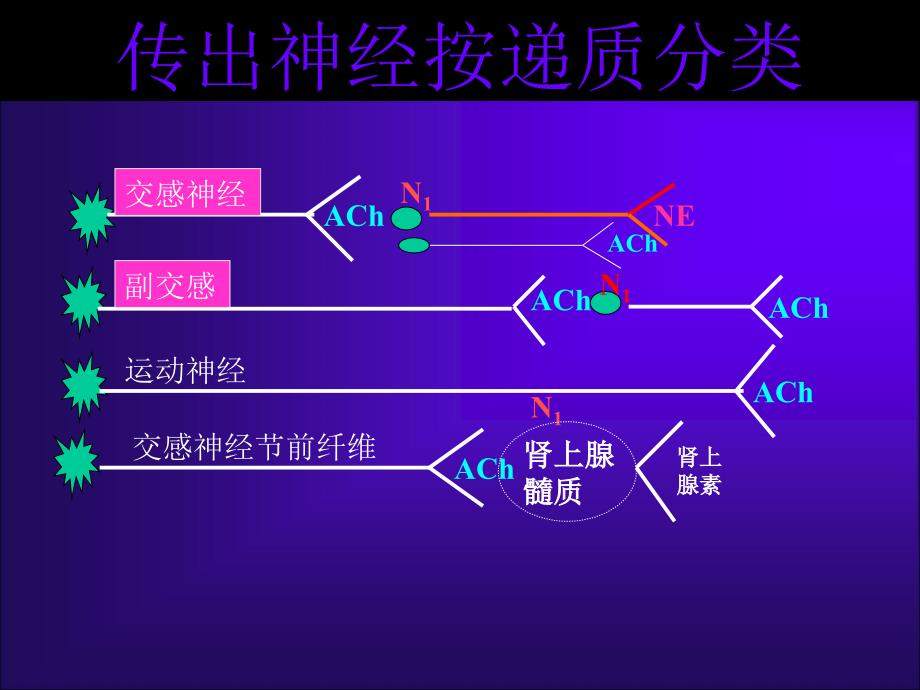 胆碱受体激动药和阻断药课件_第2页