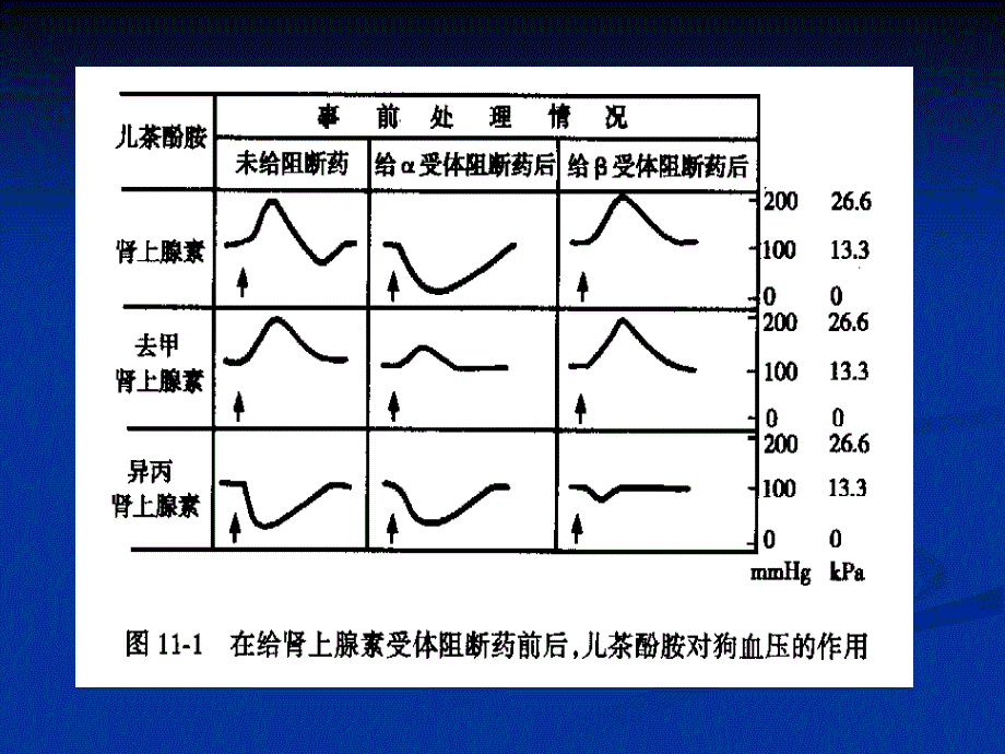 Capter 11肾上腺素受体阻断药_第4页