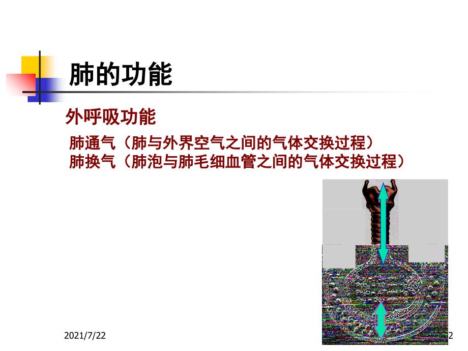 第十六章肺功能不全级本科PPT课件_第2页