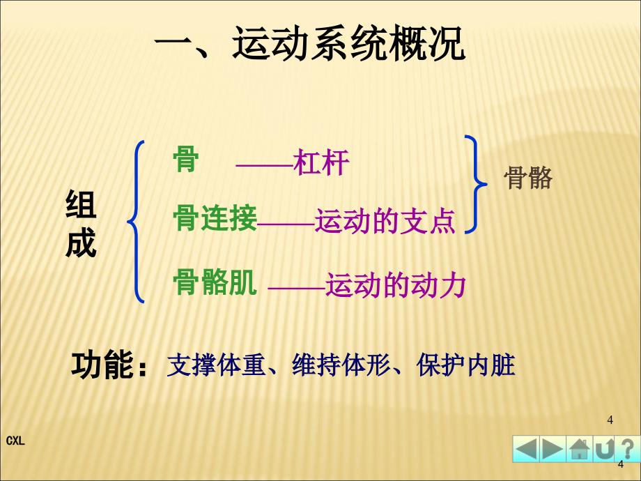 幼儿卫生保健运动系统PPT课件_第4页