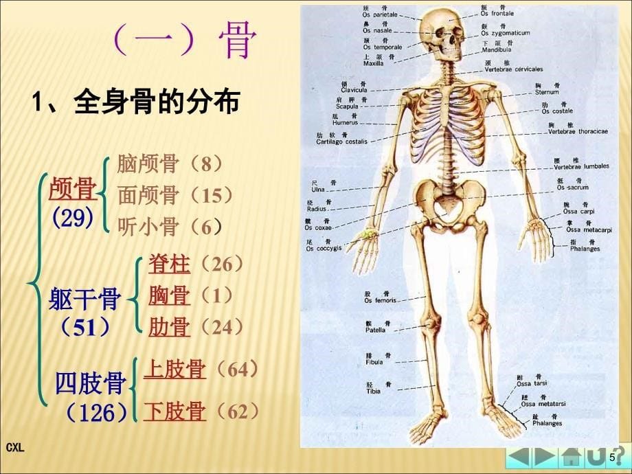 幼儿卫生保健运动系统PPT课件_第5页