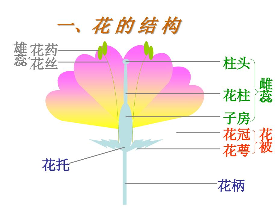 花的结构和类型1存_第4页