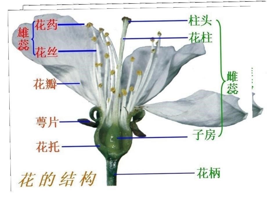 花的结构和类型1存_第5页