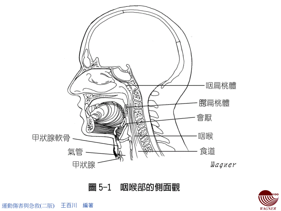 喉胸腹部的運動傷害课件_第4页