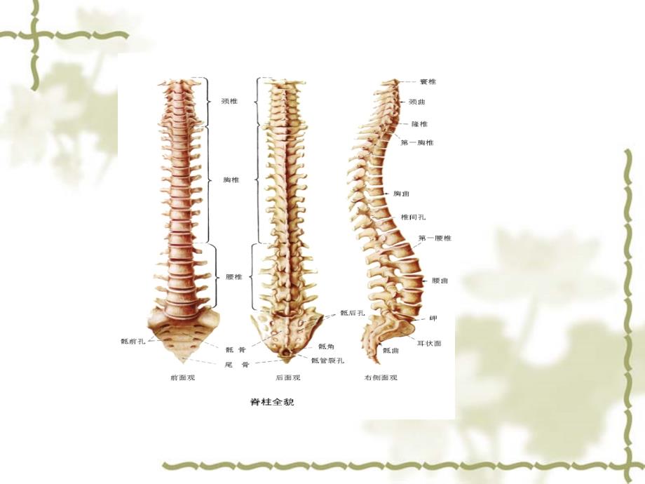 脊柱骨折的护理ppt_第2页