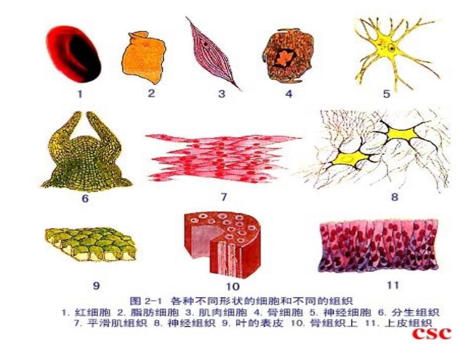 11细胞的多样性和统一性_第2页