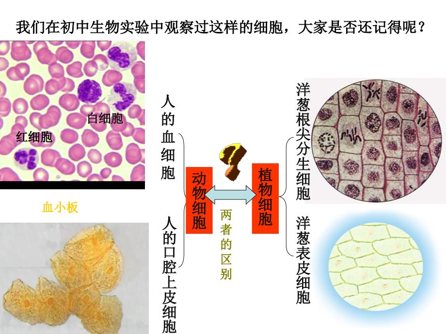 11细胞的多样性和统一性_第4页