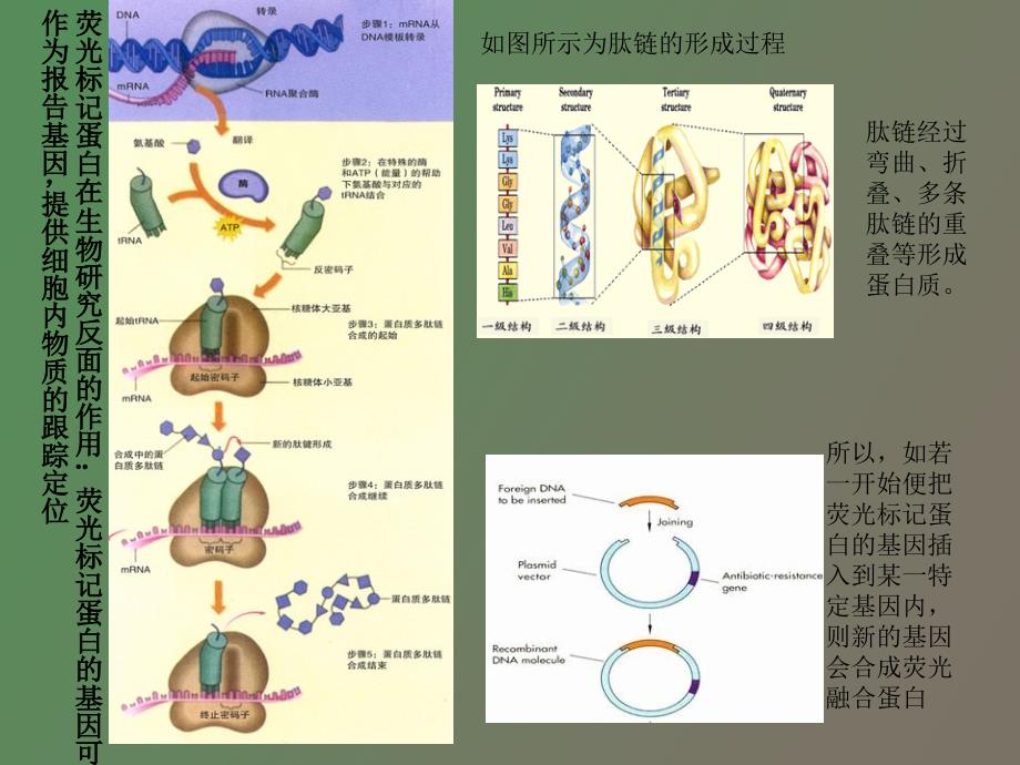 荧光标记蛋白的发展_第3页