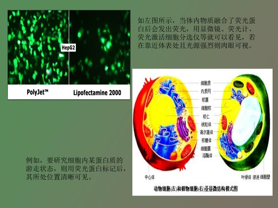 荧光标记蛋白的发展_第4页