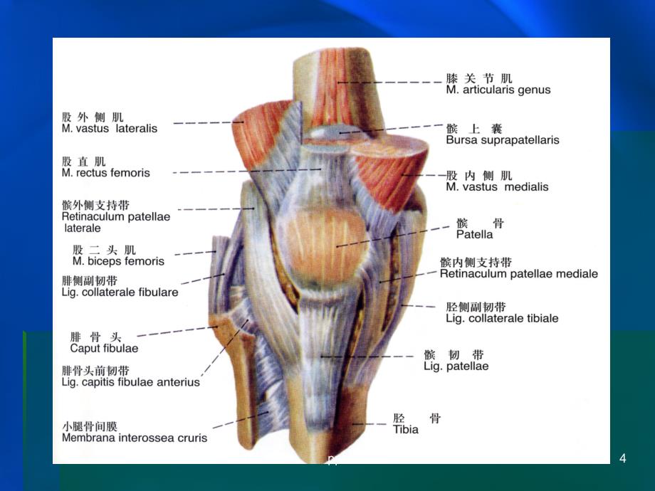 髌韧带损伤课件_第4页