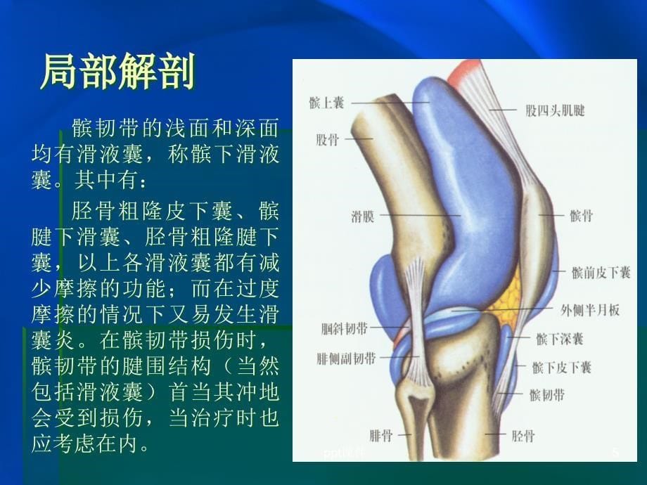 髌韧带损伤课件_第5页