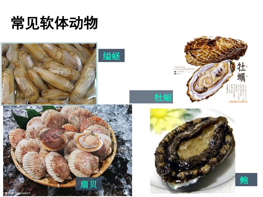 软体动物和节肢动物.ppt_第2页