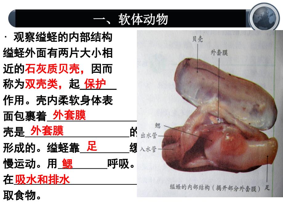 软体动物和节肢动物.ppt_第4页