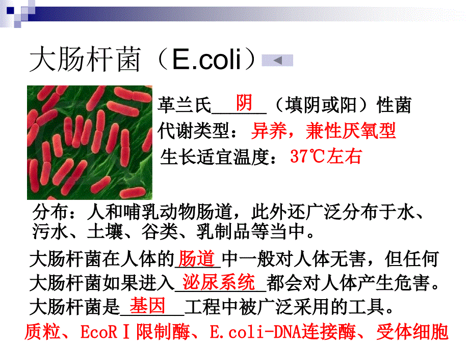 实验1大肠杆菌的培养和分离_第3页