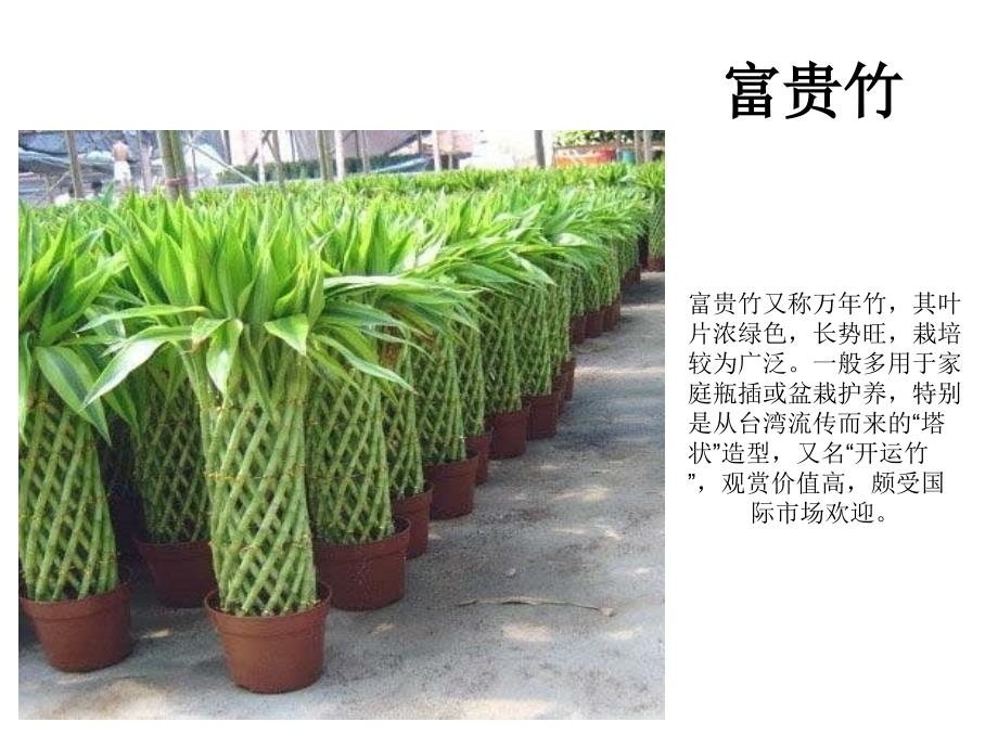 适合各种场合的种盆景_第1页