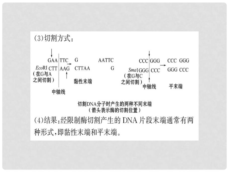 高中生物 专题1 基因工程阶段复习课课件 新人教版选修3_第3页