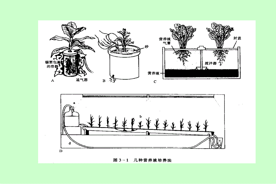 AA第二章--植物的矿质营养_第3页