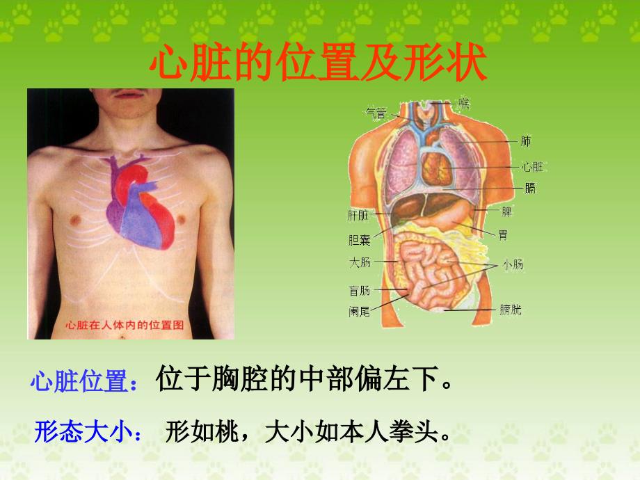 八年级-人教版生物-输送血液的泵-心脏_第3页