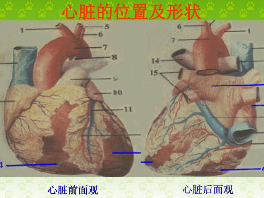 八年级-人教版生物-输送血液的泵-心脏_第4页