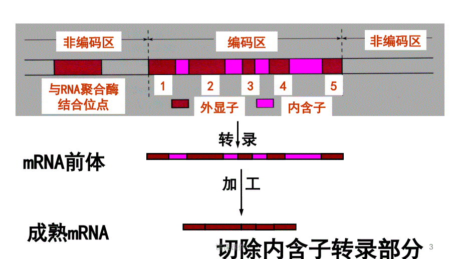 基因工程步骤50860【行业特制】_第3页