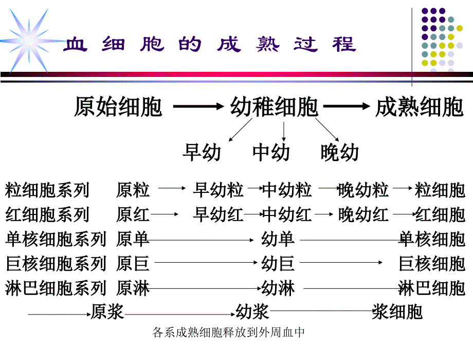 修改血细胞形态特征及常见血液病的血液学特征ppt课件_第4页