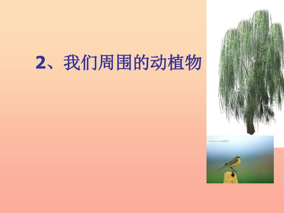 三年级科学上册1.3我们周围的动植物课件1青岛版五四制.ppt_第1页