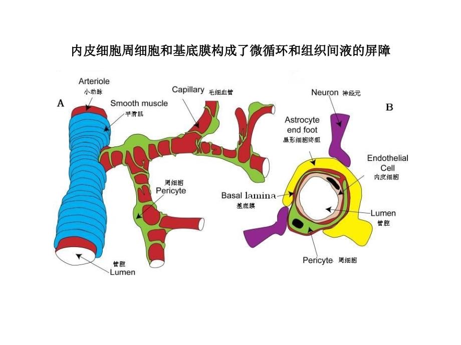 糖尿病视网膜病变分期及意义.ppt_第4页