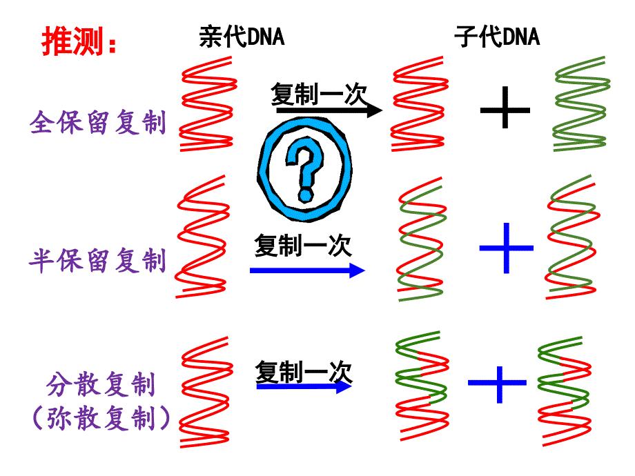 DNA的复制PowerPoint 演示文稿_第4页