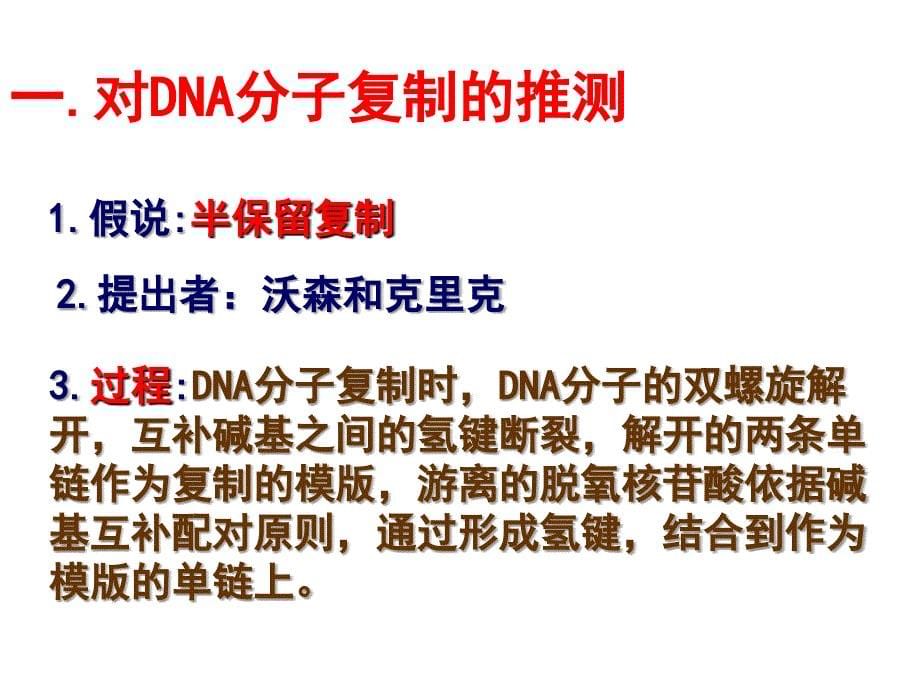 DNA的复制PowerPoint 演示文稿_第5页