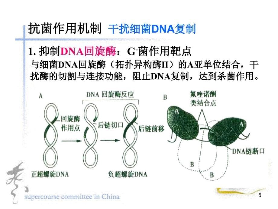 43.人工合成抗菌药_第5页