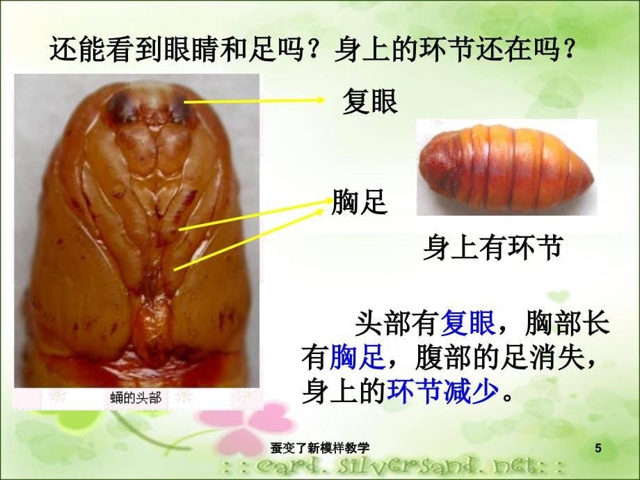 蚕变了新模样教学课件_第5页