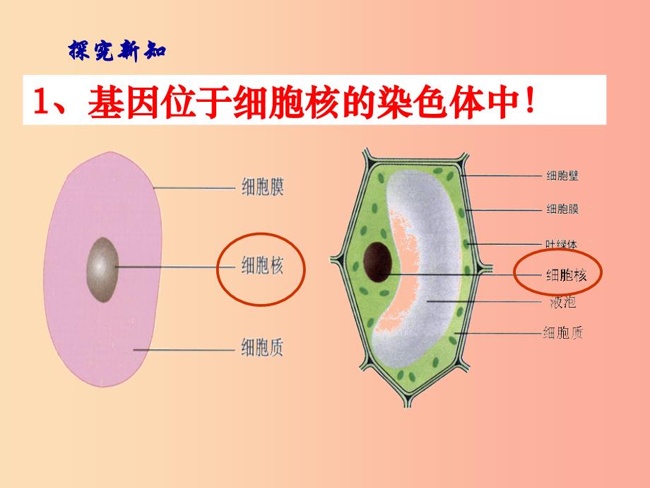 八年级生物下册第7单元第2章第2节基因在亲子代间的传递课件2 新人教版.ppt_第4页