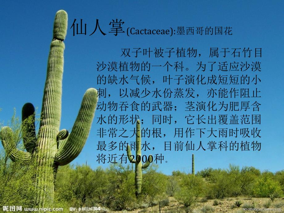 花卉仙人掌.ppt_第2页